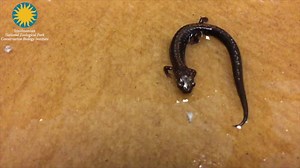 Salamanders are predators and eat small invertebrates. Keepers caught a slow-motion video of one of our Shenandoah salamanders catching a beetle. #WeSaveSpecies | Smithsonian’s National Zoo and Conservation Biology Institute