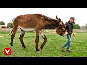 World’s tallest donkey stands at an enormous 167cm tall
