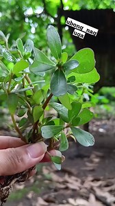 (portulaca oleracea) Binipisyo sa alosiman o purslane #Benefits #herbalremedies #healthtips #herbalife #herbal #herbalmedicine #herbaltea | Teray Katuray