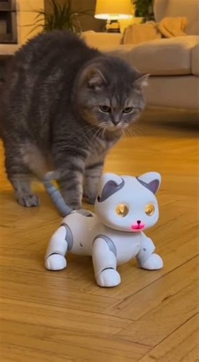 Epic Showdown: Real Cat vs. Robot Cat