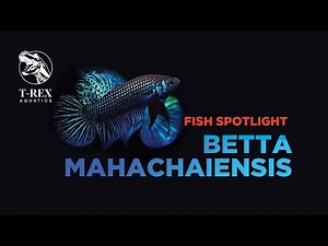 Fish Spotlight: Betta Mahachaiensis