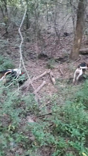 2.7K views · 60 reactions | Those tails are wagging fast. # #rabbitdog | Catron's Kennel | Facebook