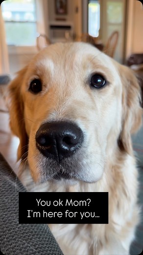 1K views · 459 reactions | This girl is glue to my side and often checking on me….Miss Maya - I’m gonna need lots more snuggles from you. | Integrity Golden Retrievers | Facebook