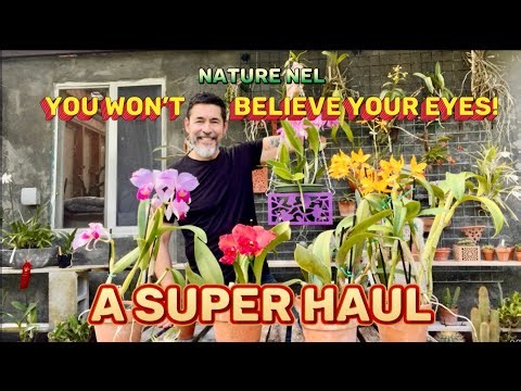 Wait till you get a load of this haul! You won’t believe your eyes. From Tamiami Int. Orchid Show