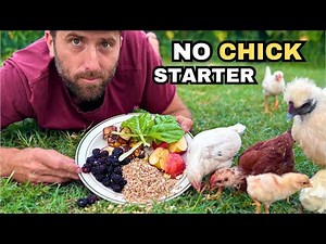 Raising Healthy Chicks WITHOUT Chick Starter Feed | Natural Feeding for Chickens