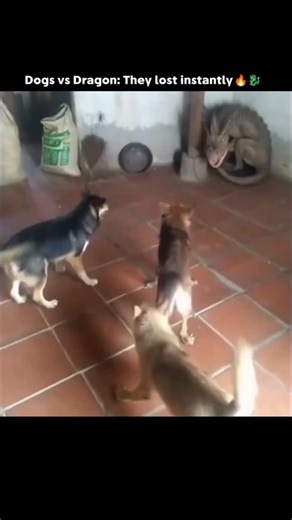 Us ms_x on Instagram: "The post features a humorous, edited video of dogs barking at and circling a large monitor lizard in a Nigerian home, with CGI fire effects added to portray it as a “fire-breathing dragon” scaring the pets, as jokingly claimed by the author. Authored by @us_ms_x , a self-described dog lover and agreneur, the clip exploded in popularity, amassing 21K+ likes and 2.5M views in under 24 hours, fueled by playful replies likening it to Game of Thrones scenes. While monitor lizar
