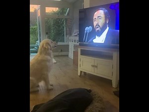 Dog Singing along to Pavarotti - BestDogsLifeUK - Nessun Dorma - Funny Dog Pet Video - Opera Dog | Robert Miller