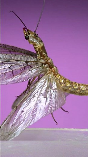 Giant flying insects - Megaloptera!