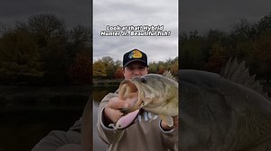 The Best Fall Bass Fishing Lure!