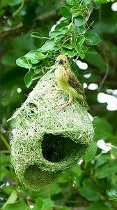 Tiny bird weaving green grass into home bird engineer 0026 #birds #birdsong #wildlife