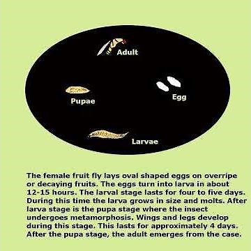 Life cycle of a Fruit fly - Kidz Learn Applications™ #insects #fruitfly #facts