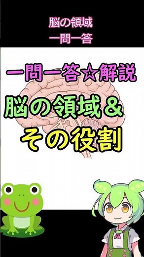 脳の領域と役割一問一答 #高校生物 #生物基礎 #一問一答 #脳