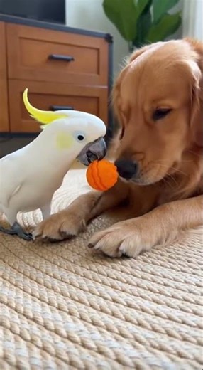 Unlikely Best Friends Golden & Cockatoo! 🐾🦜