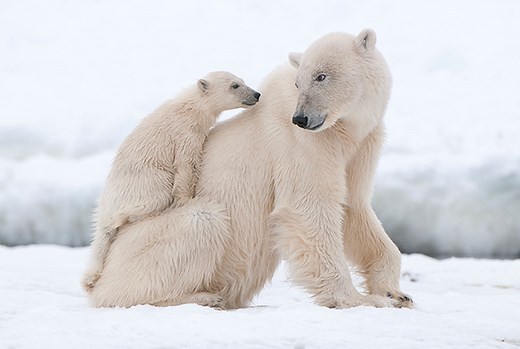 Your Top 10 Questions About Polar Bears Answered