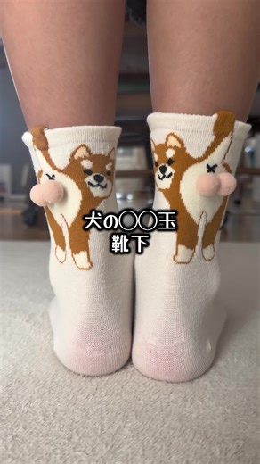 犬と靴下の面白い動画集