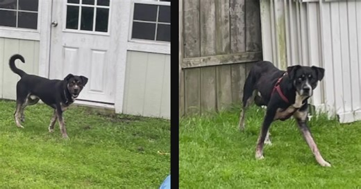 Dogs that allegedly mauled Beaver County family's horse returned to owner