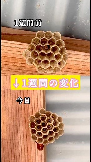 Changes in a paper wasp nest #shorts #insects #wasp