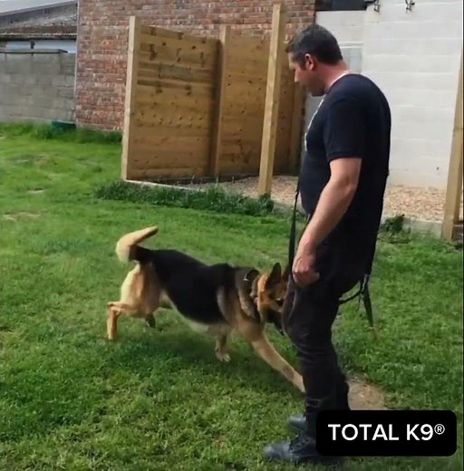 German Shepherd Long Attack 🔥 Perfect Release & Recall | Protection Dog Training