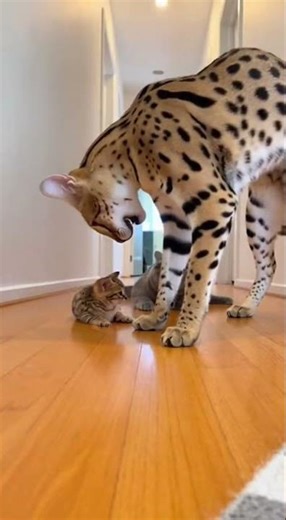 ⚡🐾 Mom Cat Shows True Mother Instinct