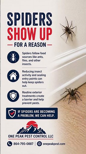 🕷️ Seeing Spiders in Your Home? Here’s Why | One Peak Pest Control LLC