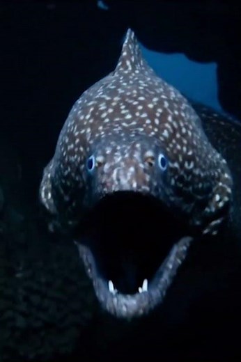 Terrifying Deep Sea Fish Emerges from the Darkness 🌊👁️