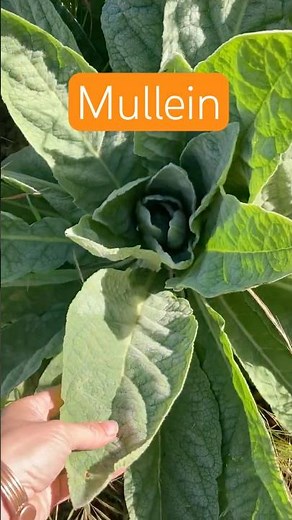 Drying Mullein Leaves