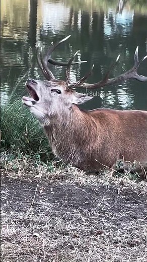 A Majestic Red Deer in the Heart of Nature 🦌🌿 | A Breathtaking Scene of the Wild #wildlifevideo