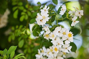 Invasives: This rose was planted on purpose in Indiana, but has since gone rogue