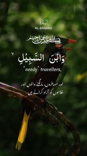 Surah Baqarah | Let the Words of Allah Bring Peace to Your Heart