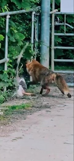 Fantastic Mr Fox takes Mrs Goosey for supper . #farming #food #wildlife