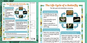 KS1 Butterfly Life Cycle Non-Fiction Reading Comprehension Activity