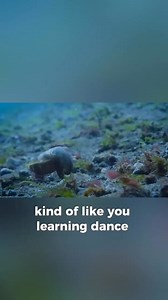 1.5K views | Today's creature: The Broadclub Cuttlefish 撚...