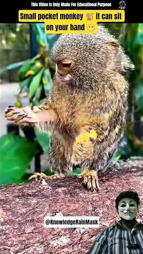 Small pocket monkey 🐒 it can sit on your hand 😁#animalfacts #monkey #smallmonkey
