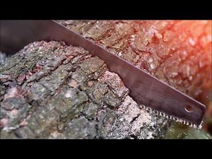 Cutting Tree Sound Effect | Free Sound Clips | Scary Halloween Sounds