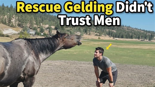 Rescue Gelding Didn’t Trust Men—Until He Met My Fiancé