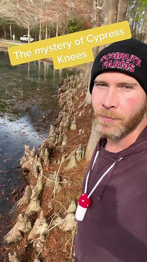 Unraveling the Mystery of Cypress Knees in Florida Nature