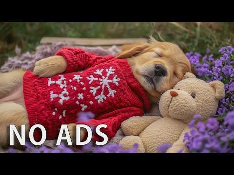 12 HOURS Dog Calming Music 🐶🌸 Serenity Sleep for Dogs 🎶 Ease Anxiety & Stress Gently 💤 No Ads