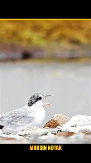 White Tern Nesting Behavior Explained