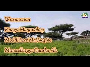 Heestii:- Marti /// Tubeec & Magool||| lyrics.