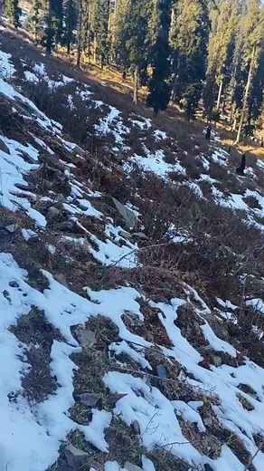 Beautiful forest view | Pogal valley clicks and tours