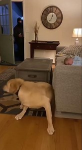 Security footage shows Labrador protecting home and baby from masked intruder #viral #puppy #cute