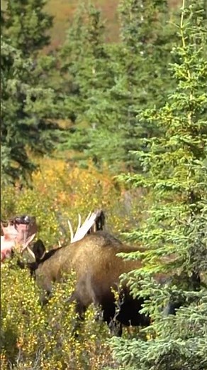 Bull Moose Shedding Velvet in Alaska | Denali National Park Wildlife Sighting #nature #moose #alaska