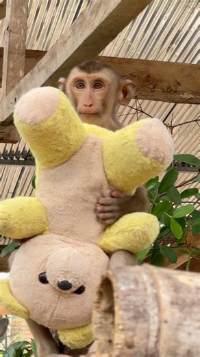 Our sweet girl Donna and her beloved teddy bear 🧸🐒✨ #babymonkey #donna #loveit #fun | Donna's Home