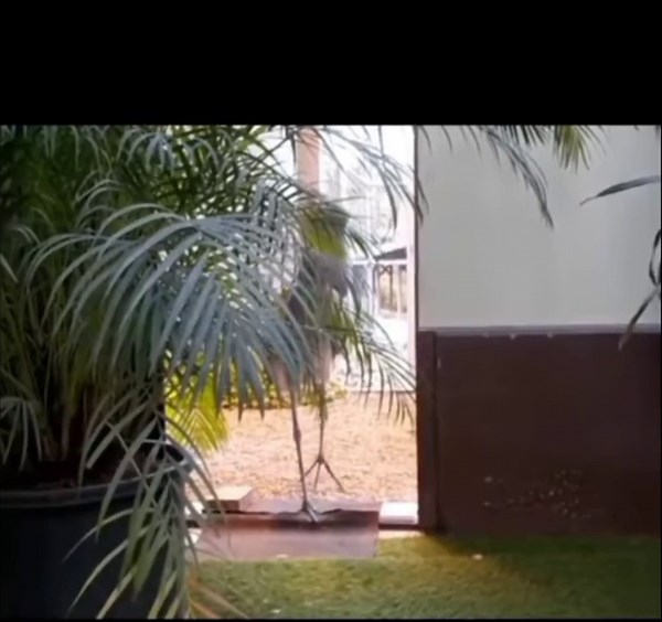 The scariest/weirdest birds sounds in the world