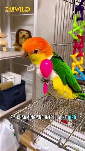 Charming and Intelligent Pet | Caiques Parrot | The clowns of the parrot world #shorts