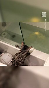214K views · 266 reactions | This cat just saw a bath bomb for the first time — and their reaction is priceless  | NowThis | Facebook
