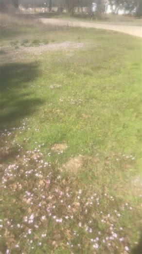 A touch of spring in Oklahoma