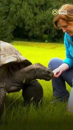 Meet the World's OLDEST Turtle!