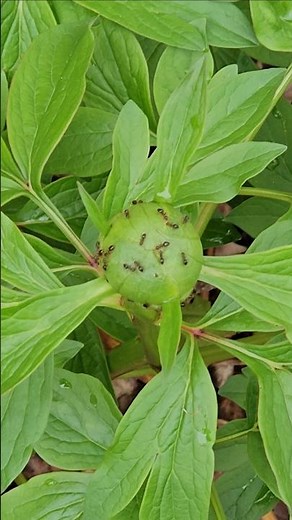 How to Grow Peonies That Actually Bloom Every Year #peonylove #peonygarden #peony #peonyseason