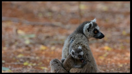 Wildlife of the World - Madagascar, Ring-tailed Lemurs